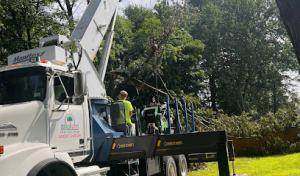 ArborWRX Tree Services