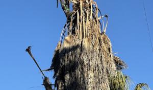 Tree of Righteousness Tree service