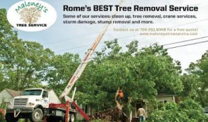 Maloney's Tree Service