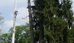 Crouse's Cutting Tree & Landscape