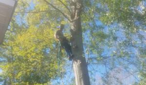 Bug's Tree Trimming & Land Clearing