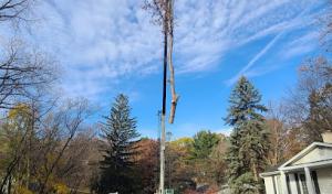 AAA Tree Pros