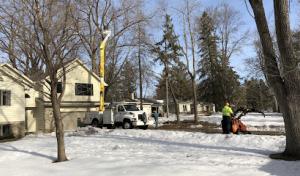 Midwest tree experts MN