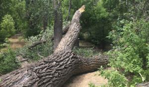 Very Good Tree Service