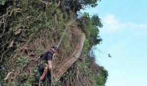 Tarzan's Tree Service