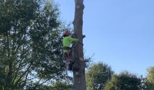 Red Woodpecker Tree Service