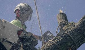 Arbor Elite Tree Service