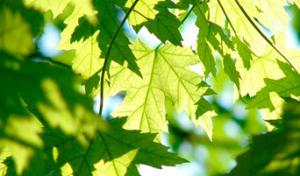 First Choice Tree Care