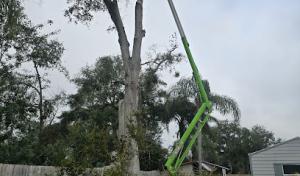 A N J Tree Service