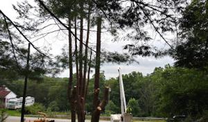 Professional Tree & Stump Service