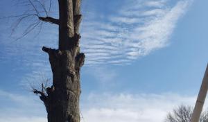 National Complete Tree Care