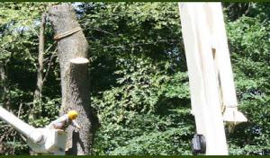 Black River Tree Removal