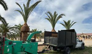 Adolfo's Tree Services