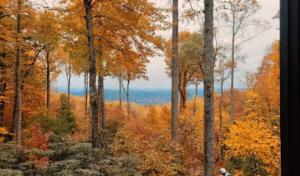 Ridgeline tree service