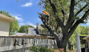 Quality Tree Service DFW