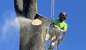 Potomac River Arborists