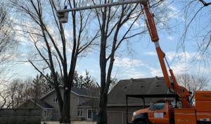 White Oak Tree Care
