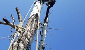 All American Tree PLUS