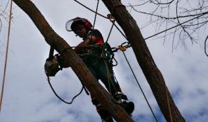 Mountain Cat Tree Care
