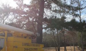 Campbell's Low Cost Tree Removal/Certified Aborist & Veteran owned