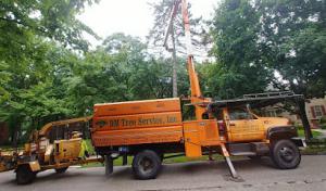 DM Tree Service