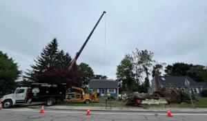 Heritage Tree & Arborist Services Northeast