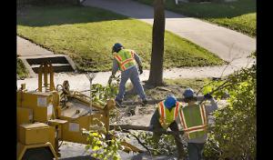 Meadow Vista Tree Service
