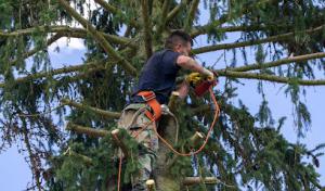 J & B Tree Services