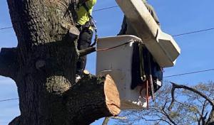 Kervin Bros Stump & Tree