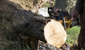 Angeles Tree Service
