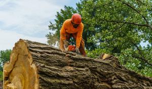 Magic Hands Tree Services