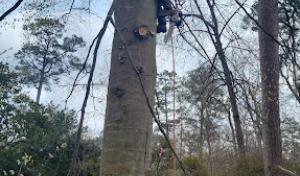 United Tree Pro Service