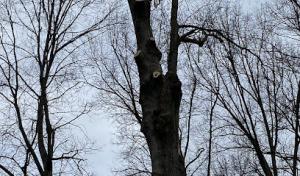 A&S Tree Service.llc