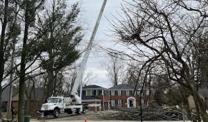 Down To Earth Tree Service