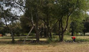 Mayfield's Tree Service