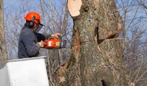 Salas Tree Service