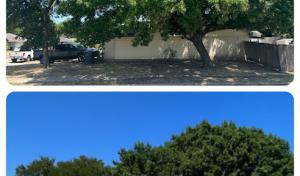 Tree Service Advisor