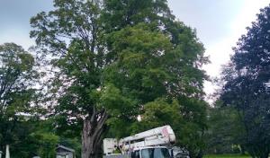 One Stop Tree Service
