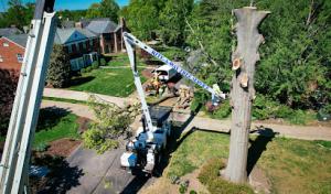 Rite-A-Way Tree Service