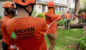 Galvan Tree Experts