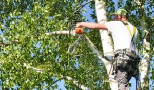 Maryland Tree Care