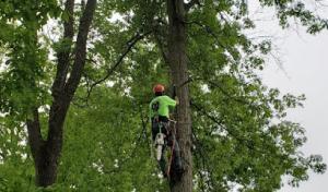 Bronson Services (Tree Care Specialists)