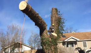 Martinez Tree Service
