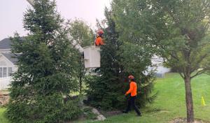 SavATree - Tree Service & Lawn Care