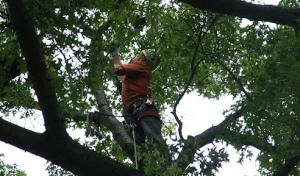 Action Tree Service