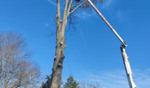 3D Tree Services