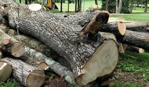 Diego´s Tree Services