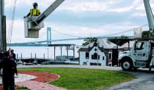 Lowest Price Tree Service & Arborist Consulting