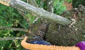 Devaney Tree & Climbing