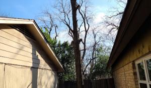 Longhorn Tx Tree Service